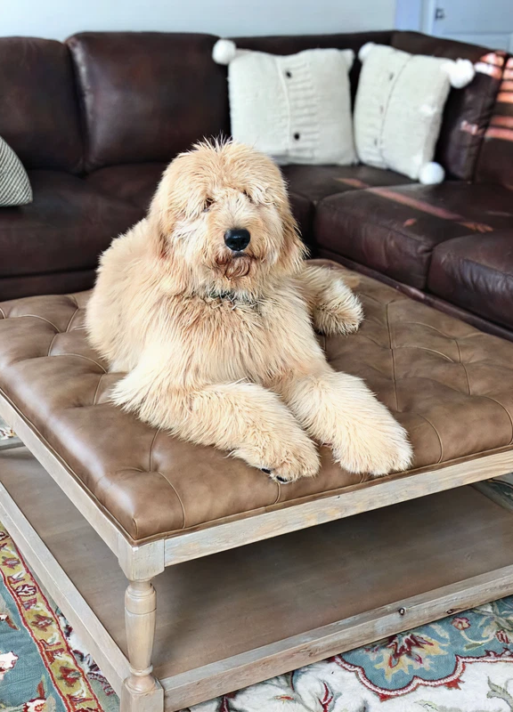 Golden doodle dog resting on a tufted leather ottoman